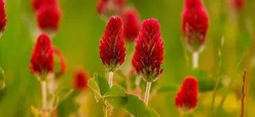 RED CLOVER